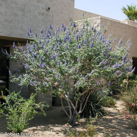 Vitex agnus-castus - Inland Valley Garden Planner Vitex Tree, Curb Appeal Landscape, Vitex Agnus Castus, Agnus Castus, Chaste Tree, Painting The Roses Red, Waterwise Garden, Tree Growing, Front Yard Design