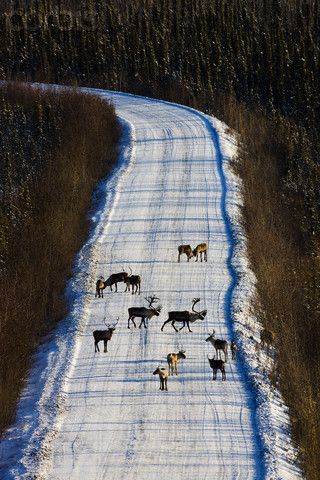 Yukon Canada, Oil Drilling, Canada Photos, Canadian Travel, O Canada, Hunting Season, Canada Travel, Countries Of The World, Ottawa