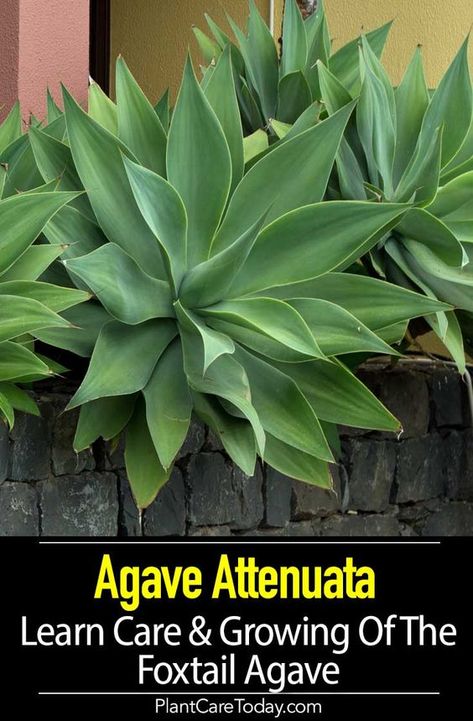 Agave Attenuata Care: Learn To Grow The Fox Tail Agave Fox Tail Agave Landscape, Agave Attenuata Landscape, Plants Around Pool Full Sun, Foxtail Agave Landscape, Foxtail Agave In Pot, Agave Plant Landscaping Front Yards, Front Of House Landscape Ideas Full Sun, Outdoor Plants Full Sun, Full Sun Tropical Plants