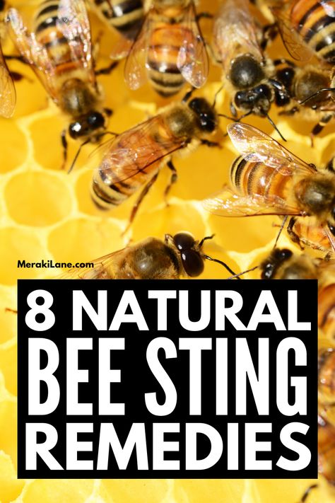 8 Bee Sting Remedies Everyone Should Know Bee Sting Essential Oil, Bee Sting Remedies, Bee Sting Swelling, Bee Sting Relief, Treating Bee Stings, Remedies For Bee Stings, Wasp Stings, Homeopathy Remedies, Natural Remedies For Allergies