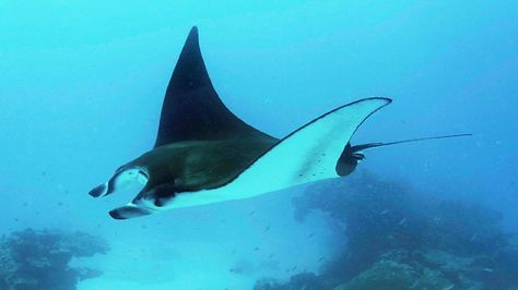 Giant Manta, Stingray Fish, Beautiful Sea Creatures, Water Animals, Manta Ray, The Writer, Game Reserve, Foto Art, Ocean Creatures