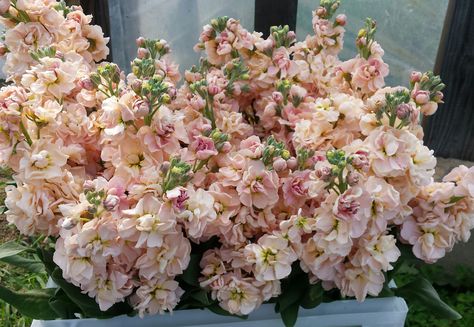 Katz Apricot Stock Apricot Stock, Matthiola Incana, Farm Orchard, Orchard Garden, Flower Board, Stock Flower, Buy Seeds, Flower Bucket, Cut Flower Garden