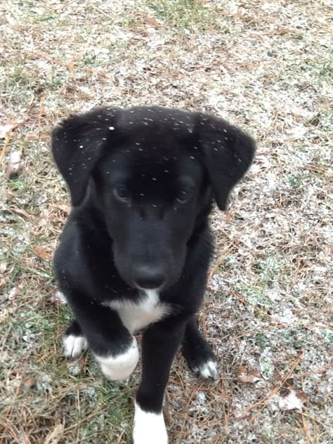 Black Lab Border Collie mix.  I have one and she is the best dog ever!  I wouldn't want any other breed of dog! Border Collie Lab Mix, Border Collie Mix Puppies, Puppy Black, Collie Puppy, Border Collie Mix, Collie Mix, Black Lab, Animal Care, Puppies For Sale