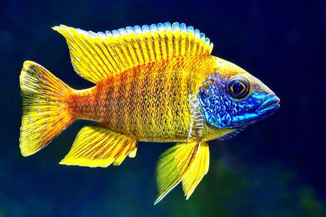 "Sunshine Peacock" Cichlid | Lake Malawi African Cichlid Tank, African Cichlid Aquarium, Lake Malawi Cichlids, Cichlid Aquarium, Malawi Cichlids, Cichlid Fish, Tropical Fish Aquarium, Tropical Freshwater Fish, Tropical Aquarium