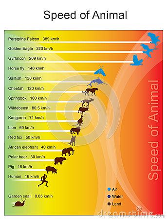 The fastest land animal is the cheetah which has a recorded speed Earth Science Lessons, Student Resume Template, True Interesting Facts, Gk Questions And Answers, Gk Knowledge, The Cheetah, General Knowledge Book, Learn Facts, Animal Science