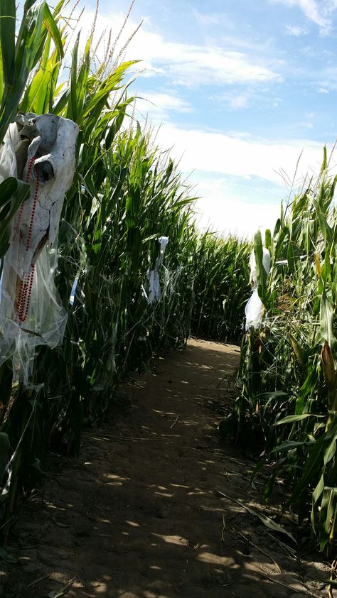 Corn maze 2016 Corn Maze, Corn, Art