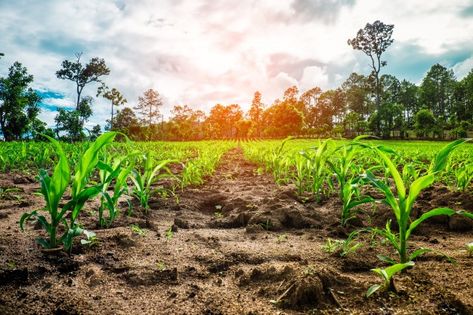 Agriculture Photography, Agriculture Photos, Photo Theme, Corn Fields, Structured Water, Corn Plant, Samurai Artwork, Great Place To Work, Water Management