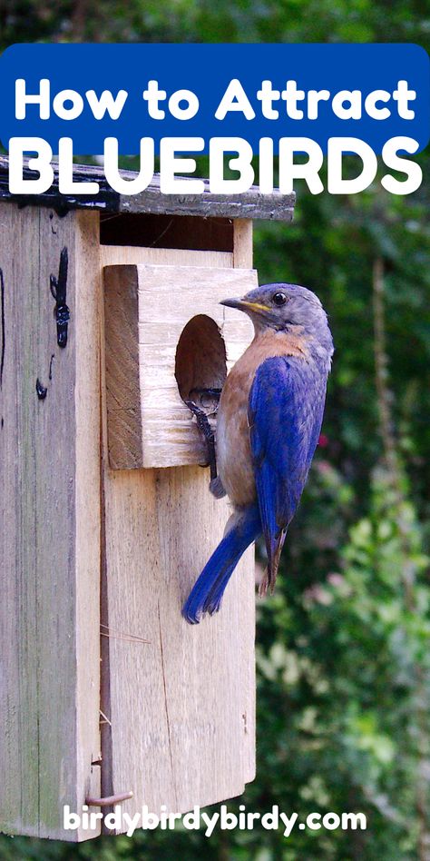 Bring Bluebirds to your yard with easy DIY tips and creative ideas! Learn how to attract these stunning Blue Birds with Bluebird Feeders, DIY Bluebird Houses, and Bluebird House Plans. Explore Blue Bird House Painting Ideas and design a Bluebird Birdhouse that stands out. Perfect for your Bird Watching Journal, capturing Bird Photos, or building a Backyard Birds Sanctuary. Whether it’s crafting Blue Jay Bird Houses or setting up a Bluebird Feeder, this guide has everything you need to welcome these vibrant beauties into your space! Bird House Painting Ideas, Bird House Painting, Bird Watching Journal, Bluebird House Plans, Birdhouse Diy, Bluebird Houses, Blue Bird House, Unique Birdhouses, House Painting Ideas