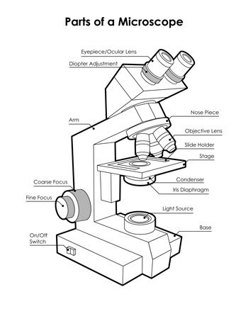 Microscope Diagram Labeled Microscope, Microscope Diagram, Microscope Worksheet, Parts Of A Microscope, Apologia Biology, Science Diagrams, Microscope Parts, Science Printables, Biology Labs