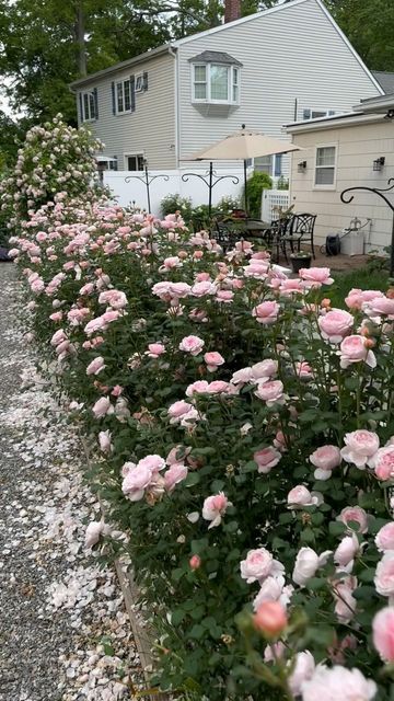 Iceberg Rose Hedge, Rose Queen Of Sweden, Rosa Queen Of Sweden, Queen Of Sweden Rose, Rose Hedge, Queen Elizabeth Rose Bush, Queen Of Sweden Rose Gardens, Queen Of Sweden, Austin Rose