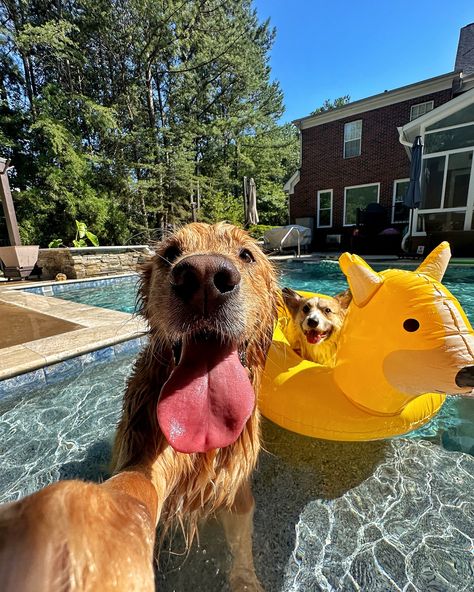 Kicking it poolside w/ my bestie @russet_the_corgi #dogsofinstagram #goldenretriever #corgi #dogselfie Dogs Underwater, Golden Retriever Baby, Cute Fluffy Dogs, Cute Dogs Images, Very Cute Puppies, I Like Dogs, Cute Animals Puppies, Very Cute Dogs, Dog Selfie