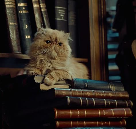 Crookshanks Hermione's Cat, Hermione Granger Aesthetic, Stile Harry Potter, Gryffindor Aesthetic, Harry Potter Wall, Images Harry Potter, Bellatrix Lestrange, Hogwarts Aesthetic, Golden Trio