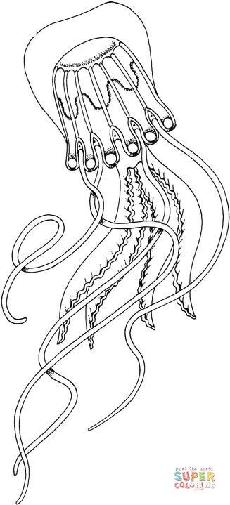 Jellyfish Coloring Page, Jellyfish Coloring, Box Jellyfish, Creature Marine, Ocean Theme Classroom, Jellyfish Drawing, Coloring Page Free Printable, Fish Coloring Page, Preschool Coloring Pages