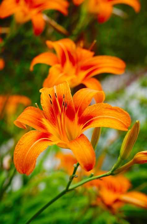 Thanks to virgil maierean for making this photo available freely on @unsplash 🎁 Tilt Shift Lens, Day Lily, Hummingbird Pictures, Day Lilies, Tilt Shift, Orange Flower, African Violets, Flower Plant, Lily Flower