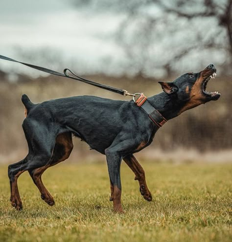 Scary Dog Privilege, Doberman Training, Scary Dog, Black Doberman, Hair Movement, Dog Anatomy, Doberman Dog, Scary Dogs, Doberman Pinscher Dog