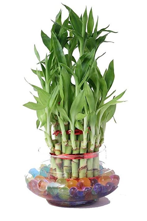 How to grow and care for a Lucky Bamboo Plant: https://www.houseplant411.com/houseplant/how-to-grow-care-for-a-lucky-bamboo-plant-dracaena-sanderiana Bamboo Plant Indoor, Bamboo Plant Care, Dracaena Sanderiana, Feng Shui Plants, Lucky Bamboo Plants, Snake Plant Care, Bamboo Plant, Plant Hacks, Poisonous Plants