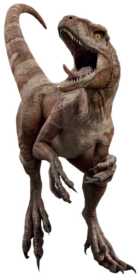 Red is an Atrociraptor debuting in Jurassic World: Dominion. By 2022, Red was bred, possibly from modified Velociraptor DNA from Isla Sorna, as a trained hunting animal bred for speed. Soyona Santos bred and trained at least one pack made up of three other individuals named Ghost, Tiger, and Panthera. Santos trained the dinosaurs to hunt down anyone marked with a red laser, and to be persistent enough to follow them long distances. The pack was shipped by Santos to Malta, where she planned to Dinosaur Images Pictures, Jurassic World Atrociraptor, Velociraptor Art, Velociraptor Claw, Velociraptor Jurassic Park, Jurassic Park Dinosaurs, Jurassic Park Velociraptor, Jurassic Dinosaurs, Life Size Cardboard Cutout