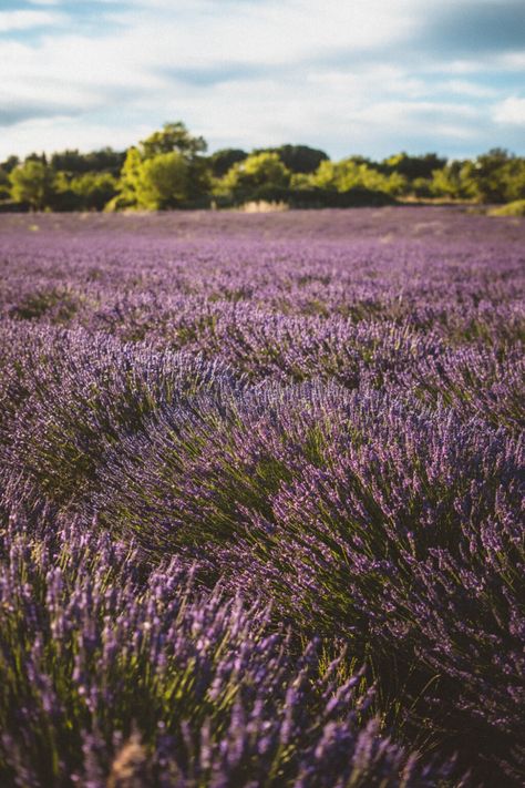 Wheat Field Aesthetic, Provence France Travel, Summer Lavender, Field Aesthetic, Provence Lavender, Wheat Field, Wheat Fields, Lovely Lavender, Photography Guide