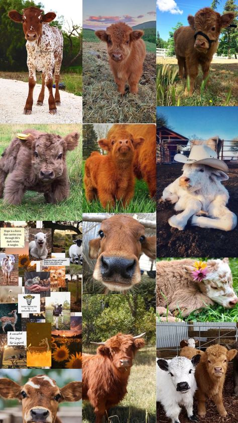 Highland Cow Pictures, Mini Highland Cow, Cow Photography, Cow Wallpaper, Mini Cows, Cute Piglets, Baby Highland Cow, Baby Farm Animals