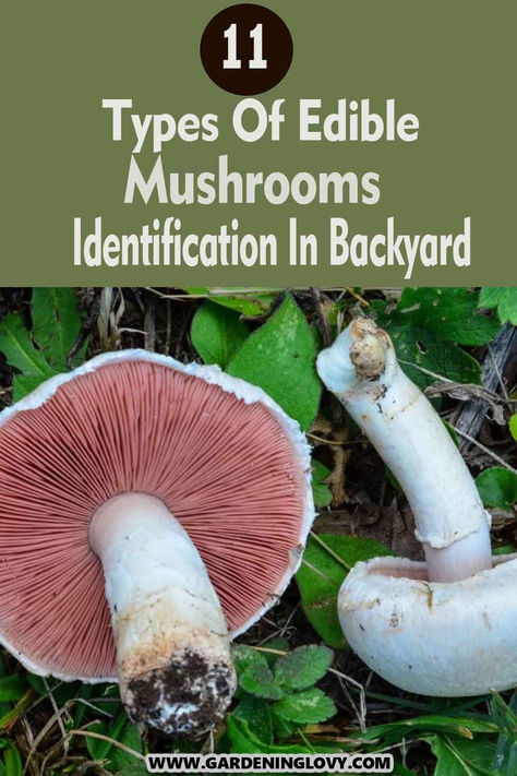 Growing Portabella Mushrooms At Home, Wild Mushrooms Identification, Edible Mushrooms Identification, Wild Mushrooms Photography, Mushroom Identification Chart, Edible Mushrooms Chart, Mushrooms In Yard, Mushrooms Identification, Mushrooms Toadstools