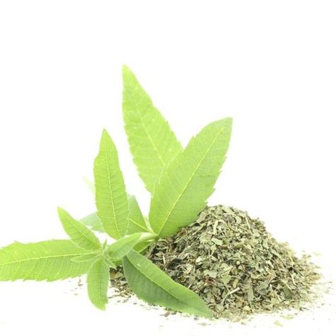 Fresh and dried lemon verbena leaves both have a pleasing fragrance. Lemon Verbena Recipes, Lemon Verbena Plant, Lemon Verbena Tea, Verbena Plant, Baking Soda Face Scrub, Baking Soda Face, Potpourri Recipes, Cooking Herbs, Harvesting Herbs