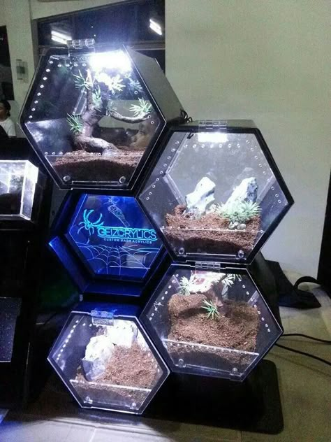 Hexagon tarantula enclosures...creepy but the containers would be cool for terrariums. Tarantula Habitat, Tarantula Enclosure, Pet Tarantula, Snake Enclosure, Gecko Terrarium, Enclosure Design, Reptile House, Reptile Room, Aquarium Terrarium