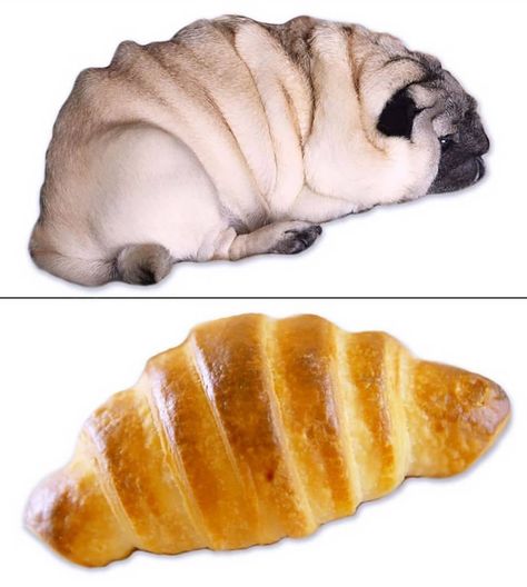 Funny Pugs, Pug Photos, Treasure Hunt Games, Bored Dog, Dog Magazine, Pug Pictures, Spot The Difference, Raise Your Hand If, Dog Feeder