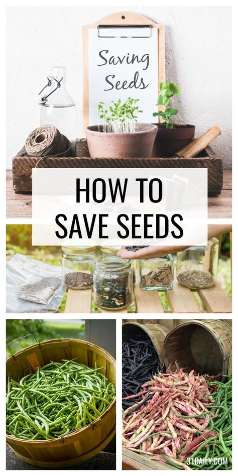 How To Store Seeds, How To Save Seeds, Plantarea Legumelor, Save Seeds, Saving Seeds, Gardening Seeds, Vegetable Garden Planner, Plant Varieties, Fall Vegetables