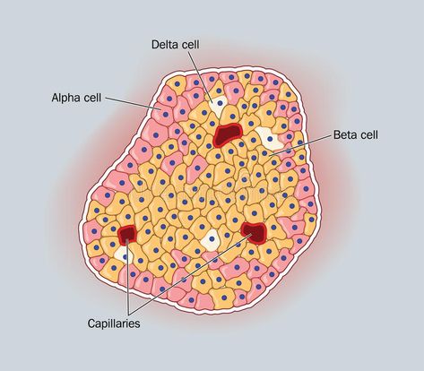 Ship in the sea. Blue cargo ship in the sea #Sponsored , #AFFILIATE, #Blue, #sea, #Ship, #href, #ship Beta Cells Pancreas, Eukaryotic Cell Drawing With Label, Cells Illustration, Cellular Reproduction, Unicellular And Multicellular Organisms, Langerhans Cell, Sea Ship, Cargo Ship, The Alpha