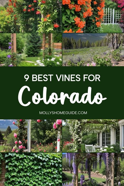 Discover the perfect vines and climbing plants for your Colorado garden! From cold-hardy vines to perennial flowering vines, find the best options for your Zone 4 gardens. Explore climbing vines suited for Colorado's climate, ideal for pergolas and trellises. Whether you're looking for Snapdragon Vines or vining perennials, these selections are perfect for hot dry gardens. Colorado Gardens, Climbing Flowering Vines, Perennial Flowering Vines, Climbing Roses Trellis, Colorado Gardening, Colorado Garden, Dry Gardens, Honeysuckle Vine, Growing Vines