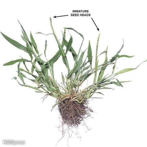 Immature seed heads - Immature crabgrass plants have tight, green seed heads. They're more difficult to remove, but it's still OK to pull them. Crabgrass Removal, Garden Rake, Weeds In Lawn, Lawn Care Tips, Seed Heads, Healthy Lawn, Lawn Maintenance, Lawn And Landscape, Outdoor Stuff