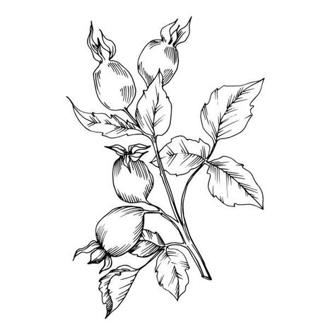 Blueberry Illustration, Ink Leaves, Drawing Apple, Engraving Tattoo, Small Tats, Floral Foliage, Vine Tattoos, Rose Hips, Floral Tattoo Design