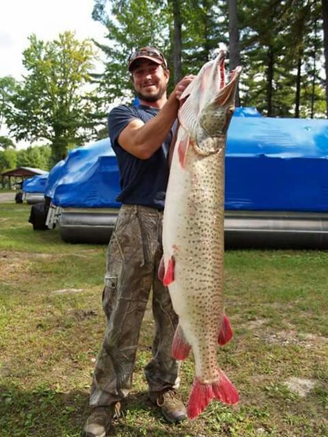 Keeper Musky Fishing, Torch Lake, Fishing Ideas, Monster Fishing, Fishing Photography, Bass Fishing Tips, Fishing Pictures, Pike Fishing, Freshwater Fishing