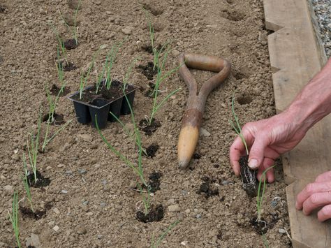 Our onions, leeks and shallots were planted today, May 2. The onions and leeks are started from seed on March 1. The shallots are from sets saved from last summers harvest.   The tool in front of my hand is called a Dibble (What a great word). You push it into the soil to make a hole for planting small seedlings or bulbs. 2-3 inches (5-8 cm) deep for onion plants, but 6-8 inches (15-20 cm) deep for leeks. It is made from a broken shovel handle.   The notched board under my hands is called a P... Potage Garden, Onions From Seed, Grow Onions, Growing Onions, Onion Bulbs, Planting Onions, Vegetable Garden Tips, Female Farmer, Planting Tools