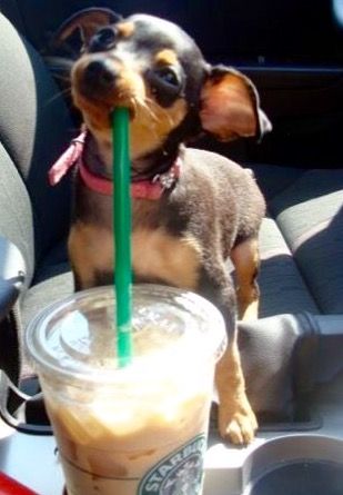 Puppy drinking through straw. Funny Picture Gallery, Scene Girl, Daily Funny, Chihuahua Puppies, Baby Jesus, Animal Memes, Funny Dogs, A Dog, Cute Puppies