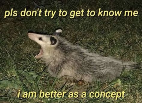 Opossum Meme Funny, Racoon And Possum, Opposum Funny, Possum Aesthetic, Trash Animals, Possum Memes, Raccoon Memes, Screaming Possum, Past Continuous