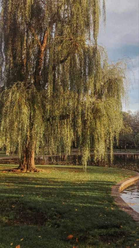 Willow Tree Wallpaper Aesthetic, Weeping Willow Tree Front Yard, House With Willow Tree, Trees For Backyard Landscaping, Large Willow Tree, Large Tree Aesthetic, Willow Trees Aesthetic, Weeping Willow Wallpaper, Weeping Willow Aesthetic