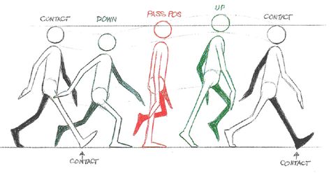 animatorsSurvivalKit_walkCycleRef3 Walk Cycle Reference, Animation Walk Cycle, Walking Animation, Principles Of Animation, Walking Poses, Walk Cycle, Learn Animation, Animation Storyboard, Frame By Frame Animation