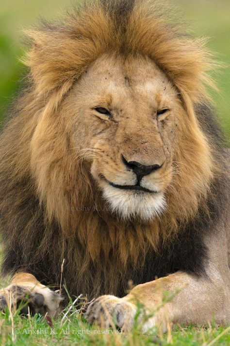 Lion Smiling, Lion Smile, Photographs Of Nature, National Geographic Animals, Funny Lion, Regnul Animal, Wild Animals Photography, Lion Photography, Lions Photos