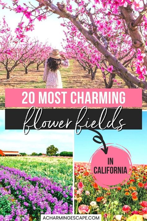 Check out this guide to finding the Most Charming Flower Fields in California including wild poppies, yellow mustards, jacarandas, lavenders, sunflowers and many more! California Flower Fields | Carlsbad California Flower Fields | Northern California Flower Fields | Flower Fields in Northern California | Lompoc California Flower Fields | Flower Fields Southern California | California Blossoms & Flower Fields | California Travel | Spring in California | Lompoc Flower Fields, Spring In California, Flower Fields Carlsbad, Antelope Valley Poppy Reserve, Lompoc California, California Flowers, Carlsbad Flower Fields, Carlsbad California, Wild Poppies