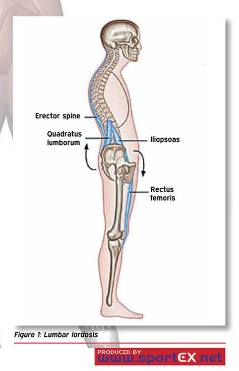 Lumbar lordosis | sportEX journals | Flickr Lumbar Lordosis, Athletic Training