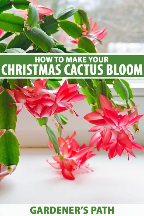 Christmas Cactus Flower, Christmas Cactus Care, Lush Christmas, Cactus Bloom, Christmas Cactus Plant, Easter Cactus, Thanksgiving Cactus, Holiday Cactus, Cactus Care