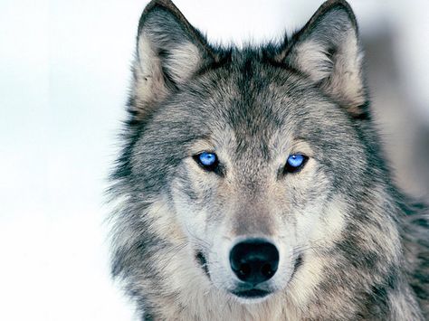 blue-eyed wolf | Flickr - Photo Sharing! Wolf Quotes, Gray Wolf, Wolf Love, Wolf Spirit, Beautiful Wolves, Lone Wolf, A Wolf, Appaloosa, Wolf Art