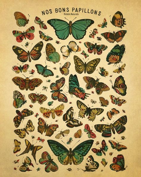 Butterfly Chart, Insect Wall, Butterfly Art Print, Diagram Chart, Butterfly Poster, Small Art Prints, Butterfly Graphic, Butterfly Drawing, Insect Art