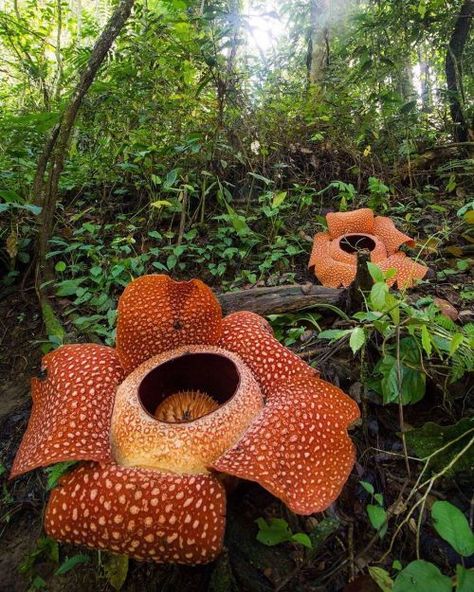 Stinking Corpse Lily (Rafflesia arnoldi), the largest flower in the world Corpse Lily, Rafflesia Arnoldii, Thea Stilton, Kanto Region, Corpse Flower, Endangered Plants, Alien Plants, Rainforest Plants, Jungle Flowers