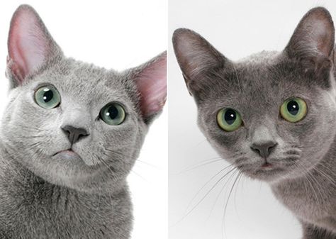 Do you know the difference between a Russian Blue and a Korat? Or a Siamese and… Cat Drawing For Kid, Cat Neutering, Korat Cat, Why Do Cats Purr, Russian Cat, Large Cat Breeds, Gray Cats, Cat Purr, Korat