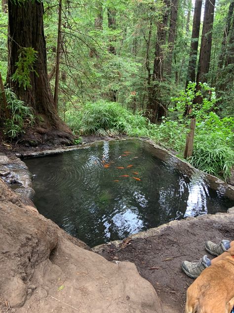 Ucsc Aesthetic, Uc Santa Cruz Aesthetic, Saltburn Summer Aesthetic, Santa Cruz California Aesthetic, Santa Cruz Aesthetic, Saltburn Summer, Santa Cruz California Boardwalk, Beach Town Aesthetic, Natural Ponds