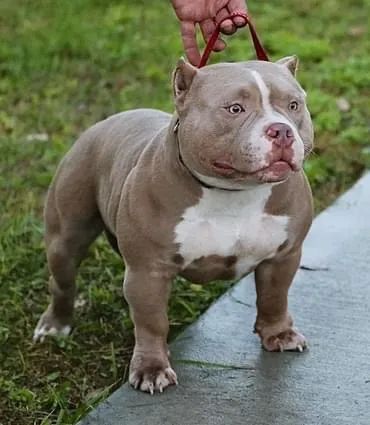 Find the Best American Bully Stud, Stud Service, Top Studs & Pocket Bully Puppies for Sale | by BULLY KING Magazine | Sep, 2023 | Medium Pocket Bully Puppies, American Bully Puppies, American Bully Pocket, Tattoo 2022, Bully Puppies, King Koopa, Pocket Bully, Bully Breeds Dogs, Stud Dog