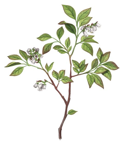 Highbush Blueberry - Maine Native Plants Highbush Blueberry, Sand Textures, Plant Drawing, Types Of Soil, Fall Color, Native Plants, Mammals, Fall Colors, Nativity