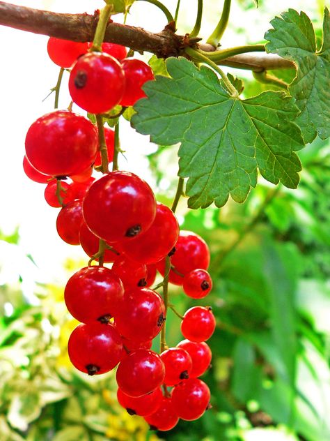 Andy Warhol Flowers, Father Photo, Fruit Picture, Red Currant, Nature Plants, Cherry Tree, Good Morning Flowers, Art Themes, Botanical Art